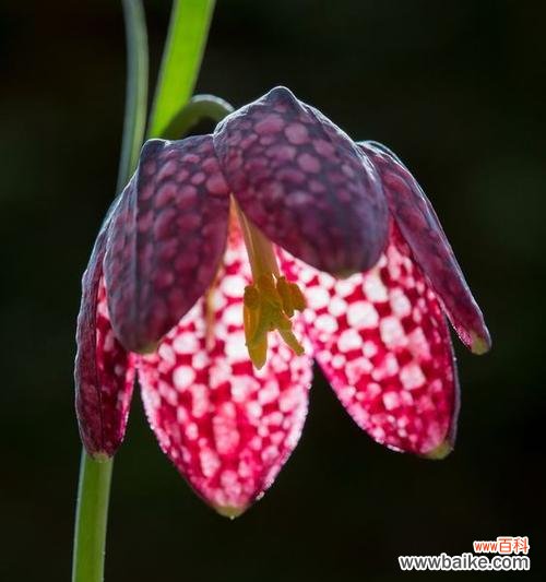 贝母花的花语有哪些？贝母花象征着什么？