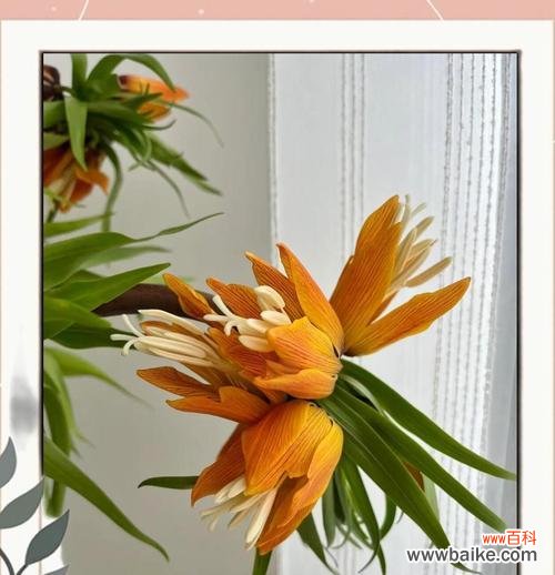 贝母花的花语有哪些？贝母花象征着什么？