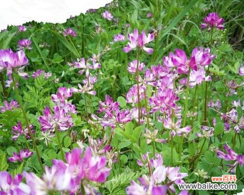 深入探寻紫云英的花语,解读其神秘力量 紫云英花语的奇妙魅力