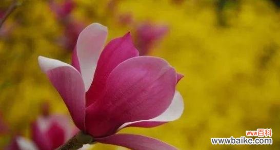 深情绽放的紫玉兰，意蕴悠远的花语 紫玉兰花语解读与传达