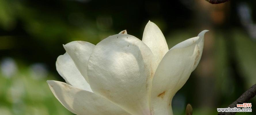 深情绽放的紫玉兰，意蕴悠远的花语 紫玉兰花语解读与传达