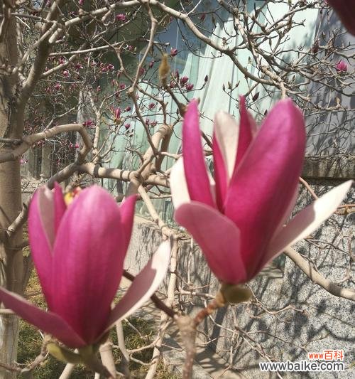 深情绽放的紫玉兰，意蕴悠远的花语 紫玉兰花语解读与传达