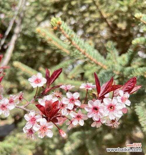 探索紫叶李所代表的情感和象征意义 紫叶李的花语