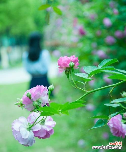 探索荼蘼花的美丽与深意 荼蘼花的花语及其象征意义