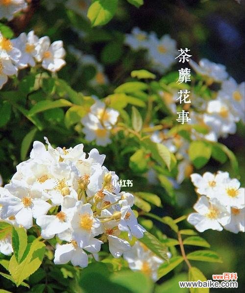 探索荼蘼花的美丽与深意 荼蘼花的花语及其象征意义