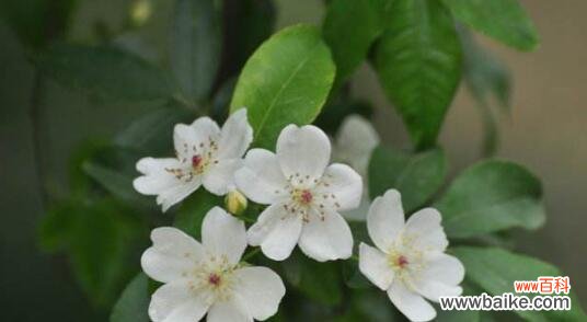 探索荼蘼花的美丽与深意 荼蘼花的花语及其象征意义