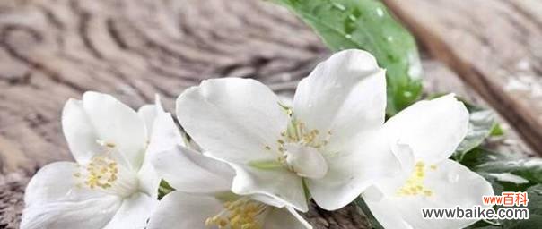 解读茉莉花的寓意与象征 茉莉的花语是什么?