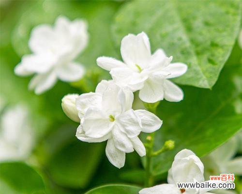 解读茉莉花的寓意与象征 茉莉的花语是什么?