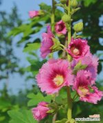 探索芙蓉花所传达的情感与象征 芙蓉花的花语与意义