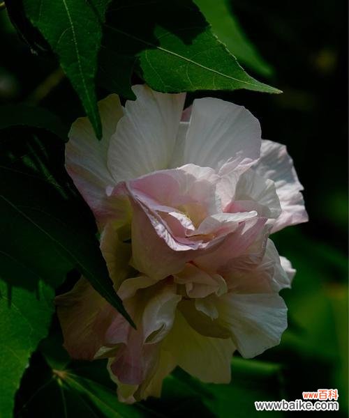 探索芙蓉花所传达的情感与象征 芙蓉花的花语与意义