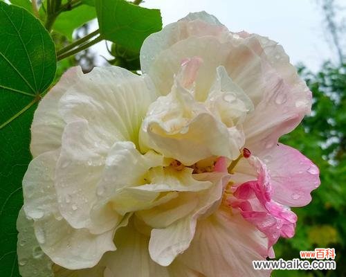 一朵花中的力量与温柔 芙蓉的花语——美丽与坚韧并存