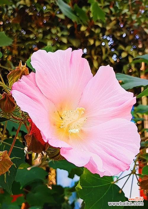一朵花中的力量与温柔 芙蓉的花语——美丽与坚韧并存