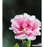 一朵花中的力量与温柔 芙蓉的花语——美丽与坚韧并存