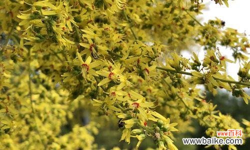 揭示栾树的象征意义及对个人成长的启示 栾树寓意与人生启示