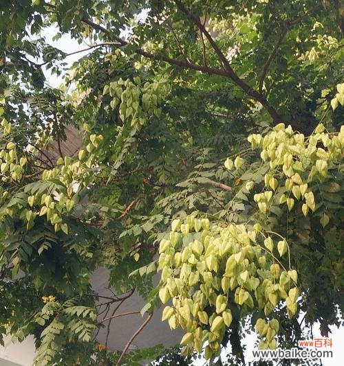 揭示栾树的象征意义及对个人成长的启示 栾树寓意与人生启示