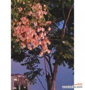 揭示栾树的象征意义及对个人成长的启示 栾树寓意与人生启示