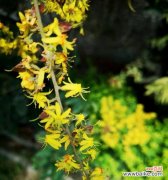 探寻栾树花的深意 栾树的花语是什么？