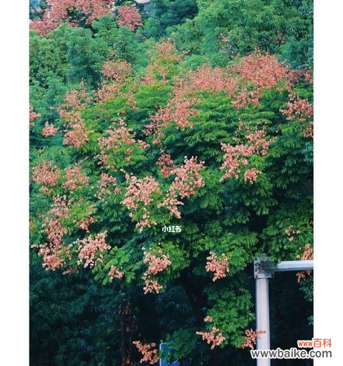 探寻栾树花的深意 栾树的花语是什么?