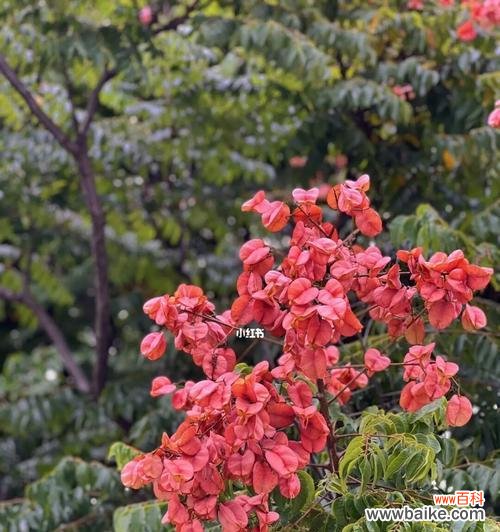 探寻栾树花的深意 栾树的花语是什么?