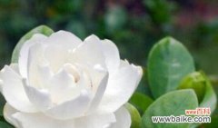 探寻栀子花的吉祥与美丽 栀子花的花语及其意义