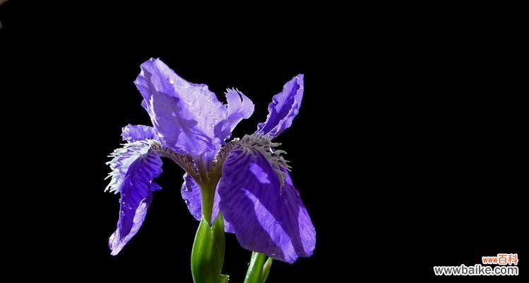 探究鸢尾花的深层含义与象征意义 鸢尾花的花语与寓意