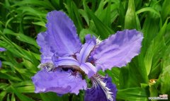 探究鸢尾花的深层含义与象征意义 鸢尾花的花语与寓意