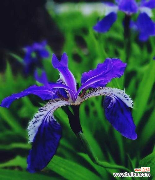 解读鸢尾花的花语及其象征意义 探寻鸢尾花的花语之美