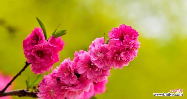 揭秘桃花的五彩人生 桃花花语与代表意义