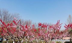 桃花的美丽与喜庆 桃花的寓意与象征