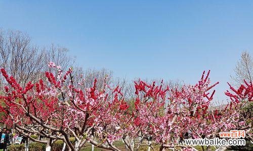 桃花的美丽与喜庆 桃花的寓意与象征