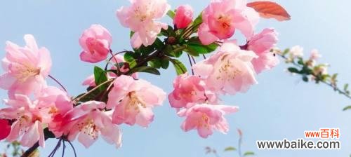 桃花的花语和神话传说带给我们的启示 桃花传说与花语——春天的仙境