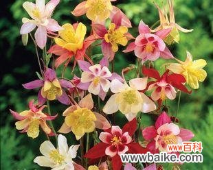 用以耧斗菜的花语传递情感,释放内心的期待与追求 耧斗菜花语