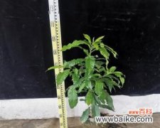 探索嫁接苗技术的原理和应用 以嫁接苗是什么意思