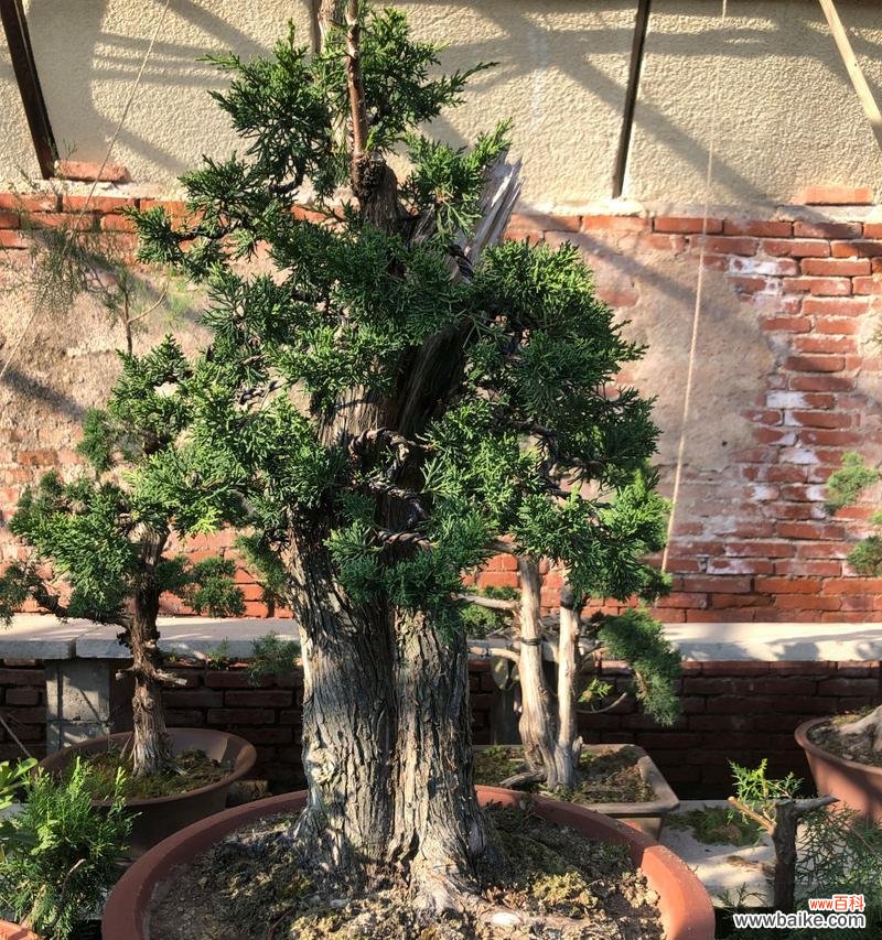 提高农作物繁殖效率的关键因素 以截干苗为中心的种植技术