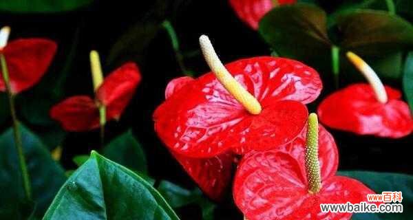 燃烧的热情 火鹤花