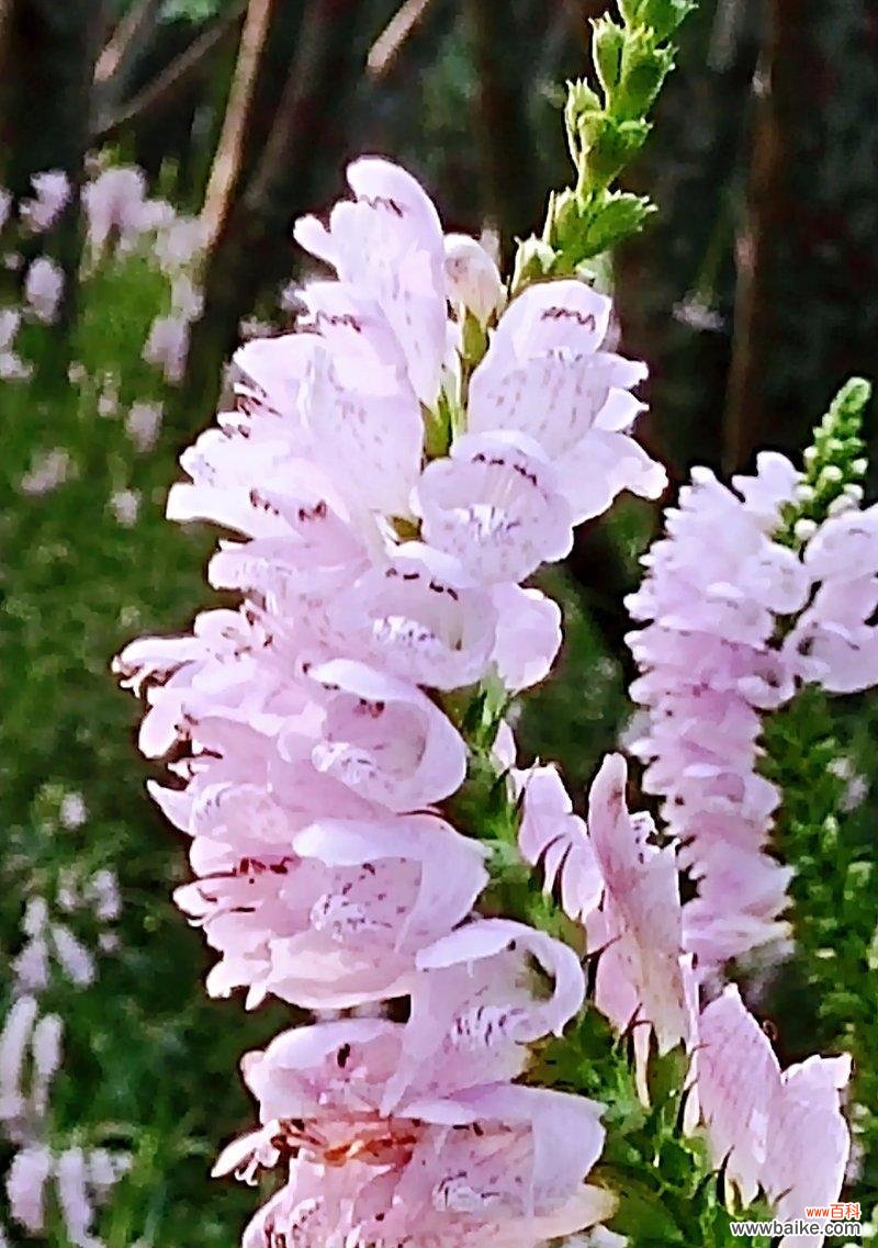 探寻假龙头花背后的文化内涵 以假龙头花花语之意义与传承