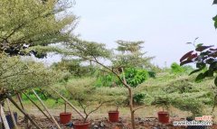 植苗业内存在的欺诈现象及对应措施 揭秘以假植苗背后的真相