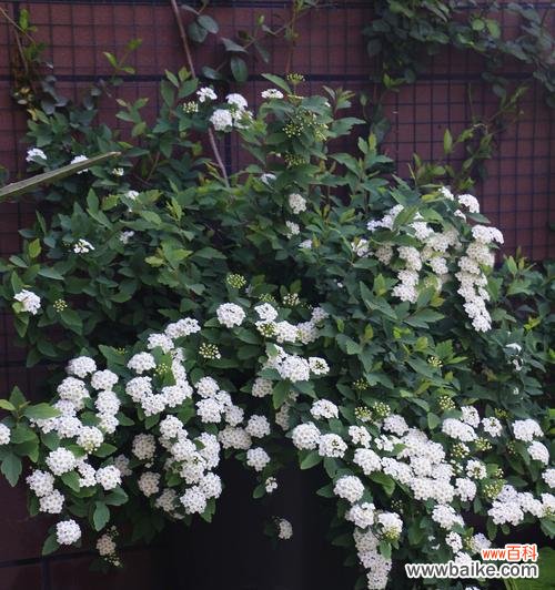 探寻金山绣线菊背后的花语意义 金山绣线菊的花语及寓意