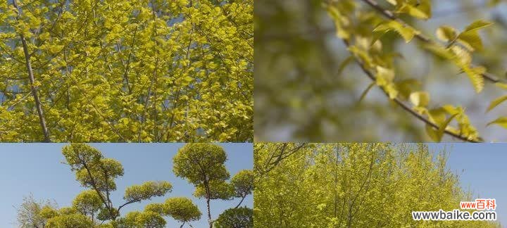寓意深远的金叶榆树 金叶榆