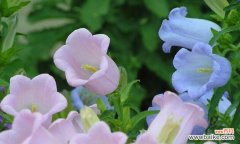 探寻金丝吊蝴蝶花语的深层含义 金丝吊蝴蝶花语之美丽的寓意