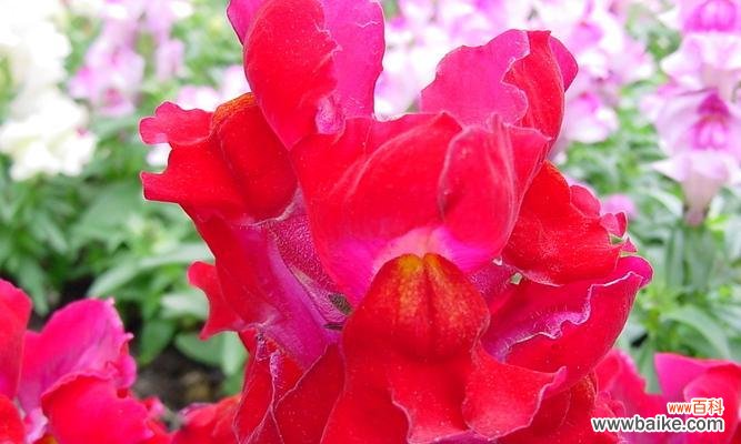 探索金鱼草的花语及其象征意义 金鱼草花语与寓意