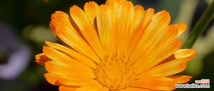 探寻金盏菊的花语与神奇传说 金盏菊花语及传说——美丽的花朵中蕴含的深意