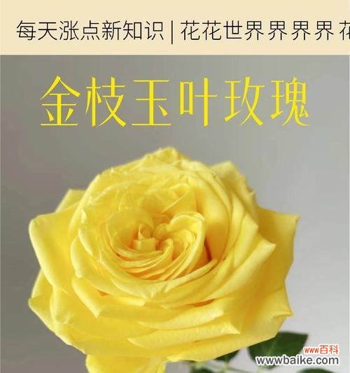 金技玉叶的花语是什么?它代表了哪些含义?