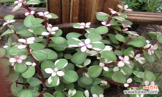 金技玉叶的花语是什么?它代表了哪些含义?