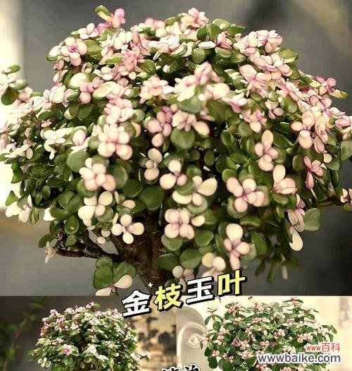 金技玉叶的花语是什么?它代表了哪些含义?