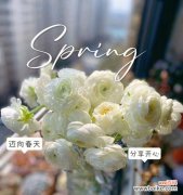 白牡丹的花语是什么？白牡丹花语录有哪些内容？