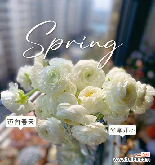 白牡丹的花语是什么？白牡丹花语录有哪些内容？