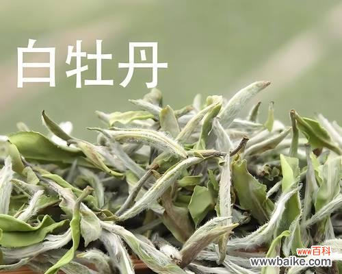 白牡丹的花语是什么？白牡丹花语录有哪些内容？