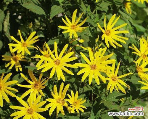 鬼子姜的花语是什么意思?鬼子姜象征着什么?