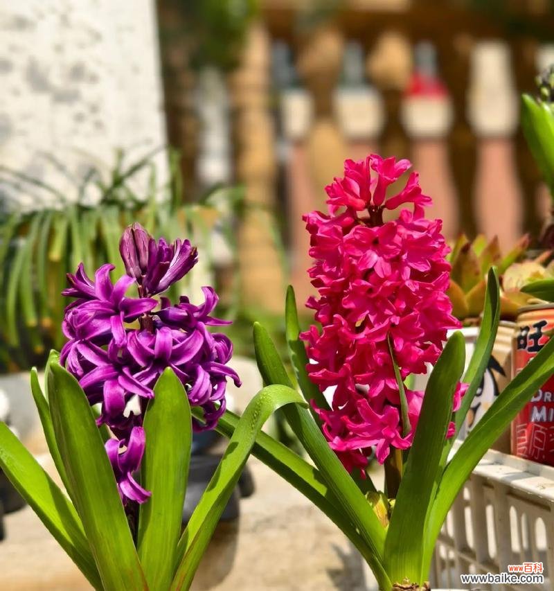 风信子的花语是什么?风信子话花语有哪些含义?